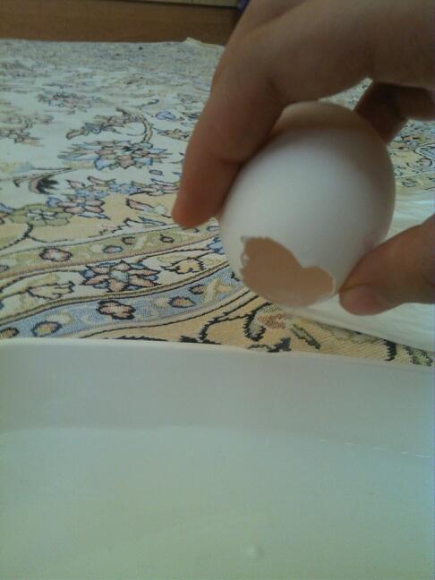 عکس ژله تخم مرغی ۲