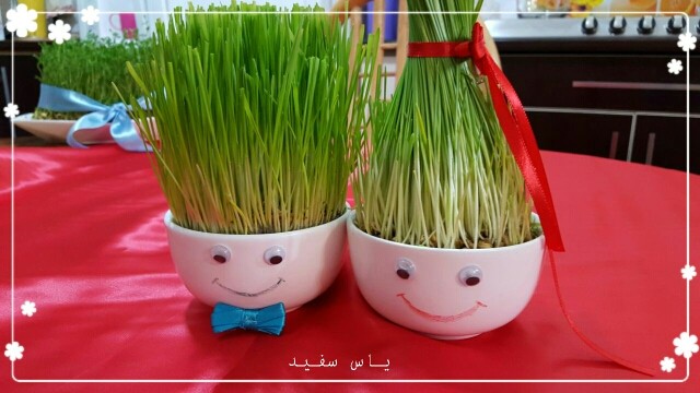 عکس سبزه ی هفت سین نوروز 95