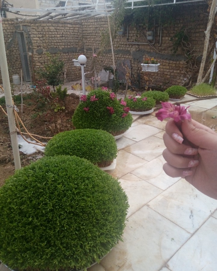 سبزه های۱۳۹۸