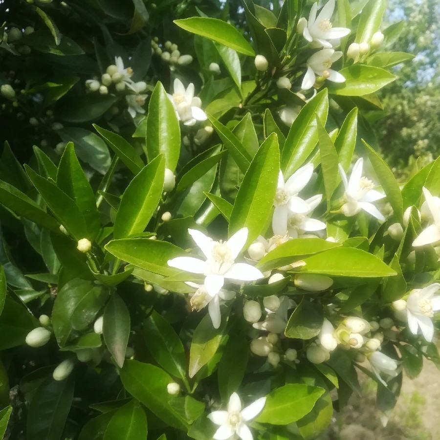 به وقت بهار بهار نارنج