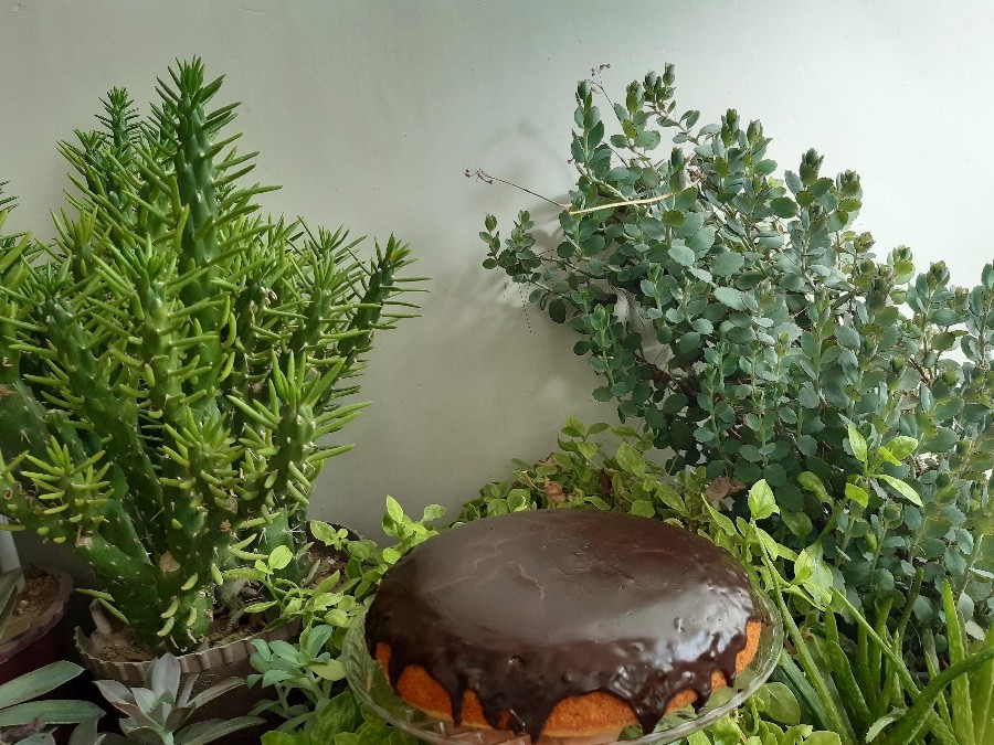 عکس کیک اسفنجی با سس شکلاتی