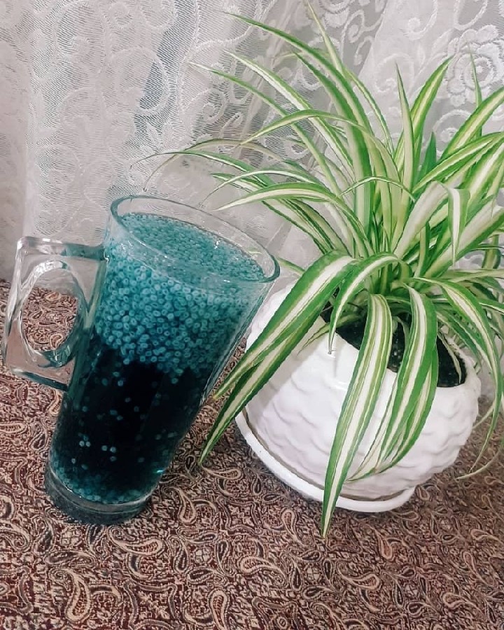 عکس شربت تخم شربتی و گل ختمی?