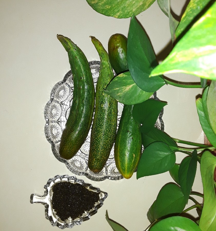 خیارمحلی شمال با دَلار