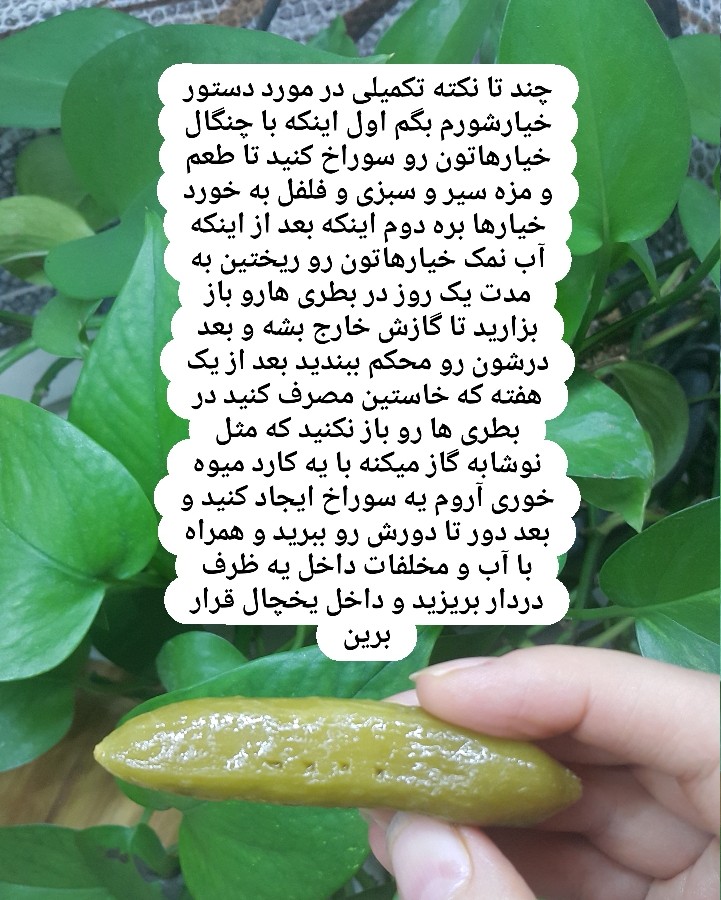 عکس خیارشور