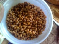 گندم بو داده