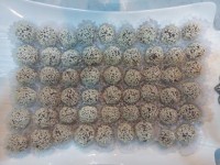 خرما توپی کاکائویی