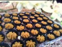 حلوای ارد گندم