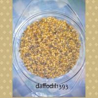 گندم بو داده