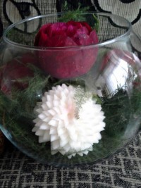 جناب شلغم و چغندر