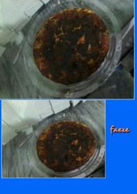 کوکوی کدو سبز مخصوص