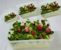 گلدان خوردنی