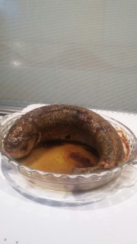 ماهی گرده بیج