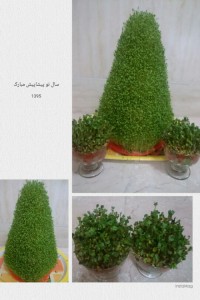 سبزه های جون جونی من