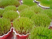 سبزه های عید امسالم