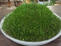 سبزه هفت سین ما که با بذر شاهی و منداب سبز کردم خیلی دوستش دارم .