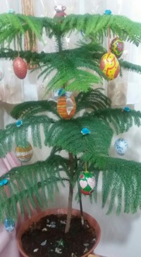 درختچه تخم مرغی