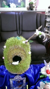 سبزه من که با تخم شاهی گذاشتم امیدوارم دوست داشته باشید