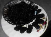 مربا شاتوت