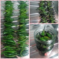 ترشی فلفل سبز