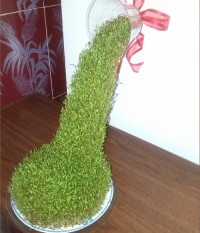 سبزه آبشاری عید۹۵