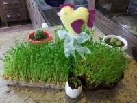 سبزه و خروس نمدی .96