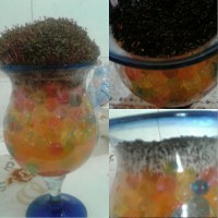 سبزه ی عید من