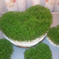 سبزه نوروز من