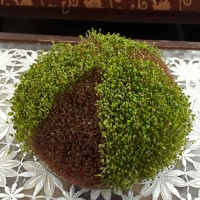 سبزه هفت سین ۹۶