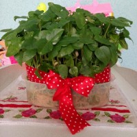 سبزه امسال ما