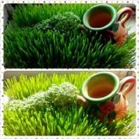 سبزه آبشاری امسال