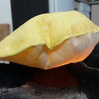 نان کشتا یا خرفه (گیلانی)