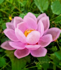 جاشمعی هفت سین