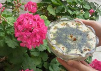 آش دوغ خوشمزه