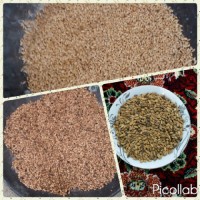 گندم بو داده