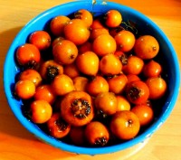 ازگیل جنگلی یابه قول ماشمالیها (کونوس)????