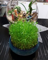 سبزه عدس عید امسال