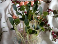 سبزه هفت سین