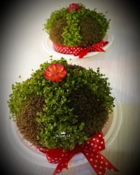 سبزه عید نوروز