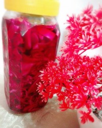 ترشی کلم بنفش