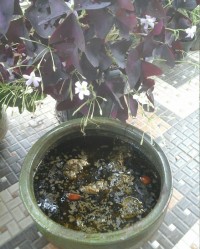 خورشت هلی چو (گیلانی)مثل قرمه سبزیه ولی ترش