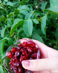 مربای البالو