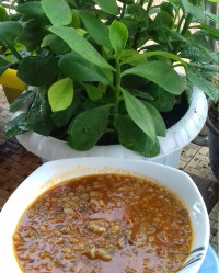 عدسی شام ما