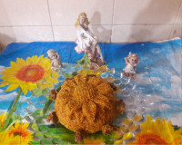 دمپخت گوشت باسالاد