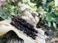 کباب ترش گیلانی