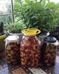 سیر ترشی امسالم