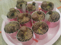 کاپ کیک های خوشمزه من