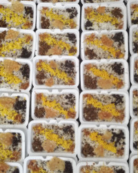 عدس پلو نذری