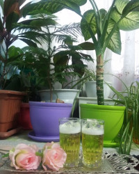 ژله ماءالشعیر
