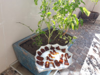 پاستیل کوکاکولا