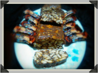 کیک یخچالی رولتی